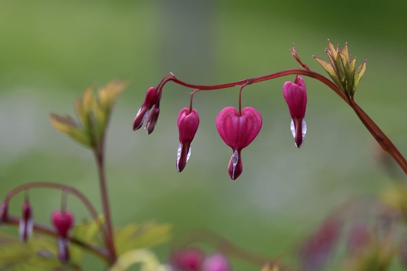 Bleeding Heart